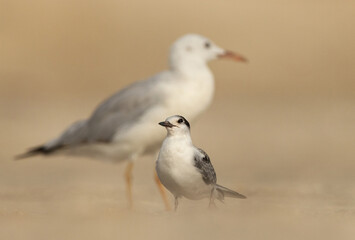 A hungry juvenile White-cheeked Tern looking for food and a slender-billed gull at the bcakdrop