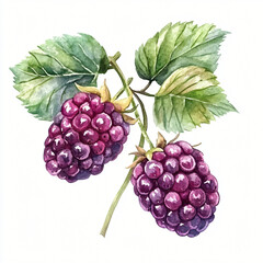 Watercolor hand-painted loganberry branch painting illustration isolated on a white background, loganberry illustration, AI painting design