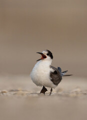 A hungry White-cheeked Tern chick calling at Busaiteen coast, Bahrain .