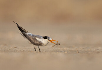 Lesser Crested Tern perched on ground with a fish catch at tubli, Bahrain