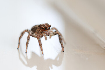Brown house jumping spider hiding in the house. Jumping spider hunting for prey staring at the...