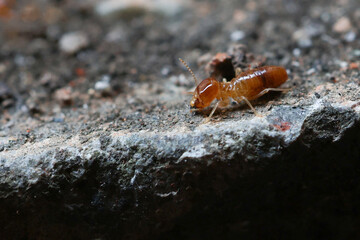 Termites are small insects that live in underground nests and termite mounds. Termites can consume wooden structures of a house and other parts such as wooden floors, windows, doors, and furniture.