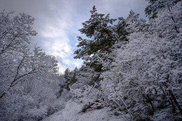 snow-white winter fairy tale when bare trees are completely covered with a layer of snow