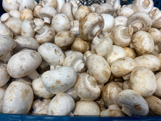 Lots of white mushrooms lined up in a basket on the counter at the store