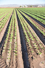 Yuma Arizona USA lettuce production supplies 90% of the United States from Oct. to Mar.