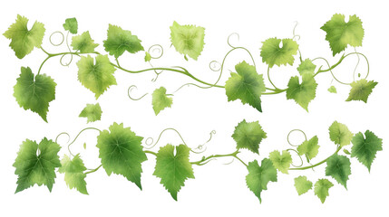 Green Vine Leaves with Swirling Tendrils on a White Background