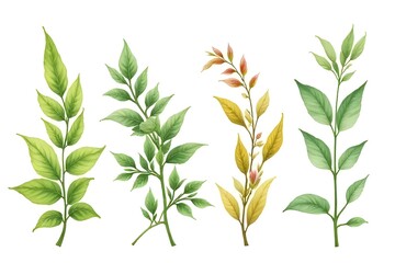 Obraz premium Watercolor Botanical Illustration of Various Leaf Branches