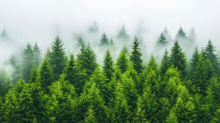 Obraz premium Misty forest trees in foggy morning, mysterious fog and atmospheric landscape misty