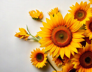 Fototapeta premium Sonnenblumen auf cremeweißem Hintergrund – Strahlende Frühlingsblumen mit natürlicher Leichtigkeit