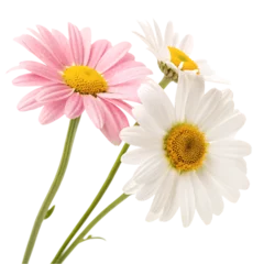 Pink Daisy Closeup