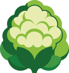 Cauliflower vector illustration