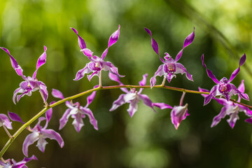 Beautiful vibrant close-up image of anacamptis champagneuxii orchid flowers dreamy purple and white petals against soft green tropical foliage background. Nature beauty blooming tropical Orchid garden