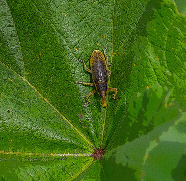  besouro lixus