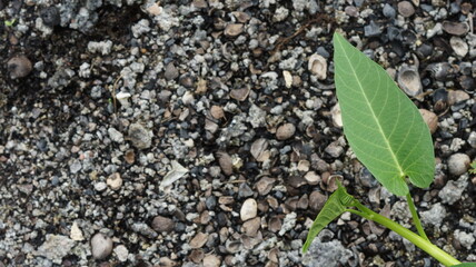 Kangkung is a type of vegetable that is cultivated as a horticultural plant. It can be cooked in various ways, such as stir-fried kangkung with shrimp paste, plecing kangkung, or cah kangkung.