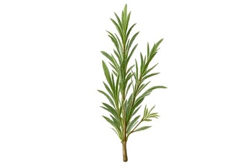 Fresh Aromatic Herb Branch Close-up Isolated on White Background for Culinary or Botanical Use