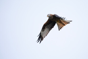 Obraz premium A majestic large red kite glides in the skies above Wales.