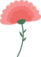 vector illustration of a Carnation