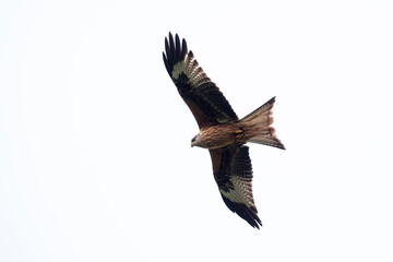 Fototapeta premium A majestic large red kite glides in the skies above Wales.