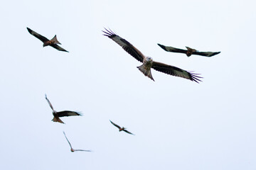 A flock of red kites flying high in the Welsh countryside.