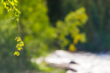 Green leaves shimmering in the sunlight by a tranquil stream in Sweden during the warm summer months