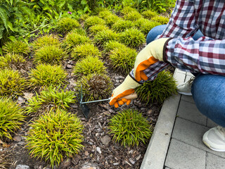 Gardener hands plants a bush with Rake and scoop in spring.