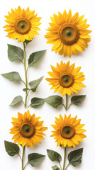 Obraz premium Collection of five sunflowers arranged uniquely, showcasing vibrant yellow petals and green