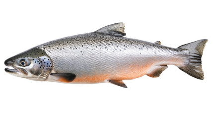 Obraz premium Fresh Salmon Fish with Silver Scales and Orange Belly on White Background