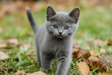 Obraz premium Gray Kitten Exploring Green Grass During a Sunny Day in a Garden Setting
