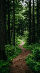 Obraz premium Forest Path Through Lush Trees