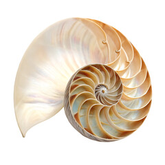 ridged fan-shaped seashell