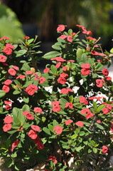 Naklejka premium Close up Crown of Thorns, Christ Thorn flower with leaves. or Scientific name Euphorbia milii Des Moul