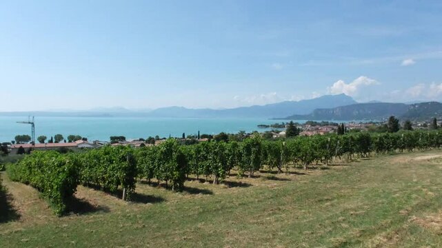 Panoramic view in Bardolino at the Garda Lake and vinery rows and grape grees in a typical Italian village view from the above. 