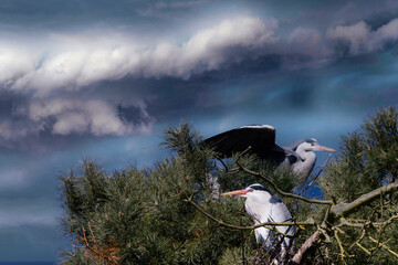 Graureiher im Gewitter in Melsungen