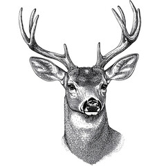 Hand-Drawn Deer Head with Antlers – Vintage Engraving Style Isolated on Transparent Background