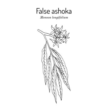 False ashoka (Monoon longifolium), ornamental plant. Hand drawn botanical vector illustration