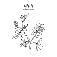Alfalfa or lucerne (Medicago sativa), medicinal plant. Hand drawn botanical vector illustration