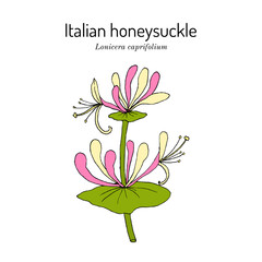 Italian honeysuckle, or perfoliate woodbine (Lonicera caprifolium), medicinal and ornamental plant