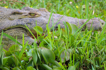 crocodile in the grass