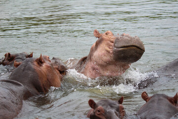 hippopotamus in water