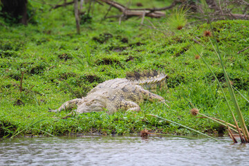 Nile Crocodile sleeping