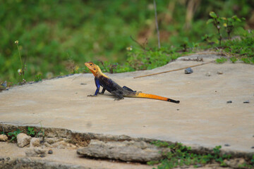 lizard on the ground