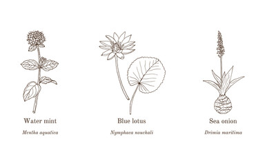 Collection of edible and medicinal plants © foxyliam