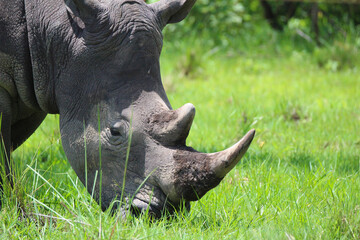 Rhino eating