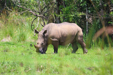 rhino in the wild