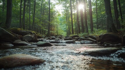 Serene stream flows over smooth rocks in a sun dappled forest. Lush green trees and sunlight create a tranquil atmosphere.