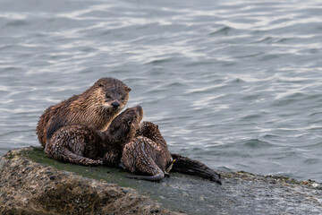 North American River Otter (Lontra canadensis) Family at the Pacific Coast, WA