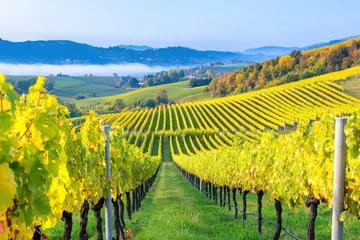 Gardinen Autumn vineyard landscape with golden grapevines and mist in a scenic white wine-growing region © Natalia