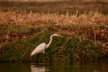 Great Egret in Riverbed, Sambesi Stripe, Namibia