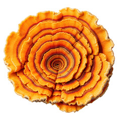 Fototapeta premium Detailed Close-up of a Vibrant Orange and Red Bracket Fungus