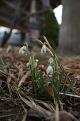 snowdrops in the snow